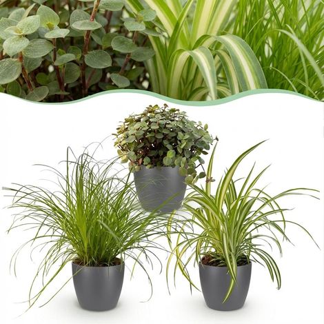 Lot de 3 Plantes d'Intérieur Amies des Animaux Cyperus Calissia Chlorophytum Pot Gris 12cm - PANGIVO (1/5)