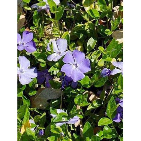 Petite pervenche 'Anna' Godet de 8/9 cm