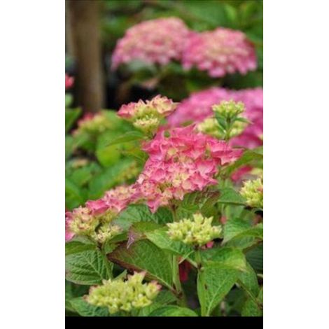 Hydrangea macr. 'Glowing Embers' - Bulhterensia, Boerenhortensia 25-30 cm en pot (1/3)
