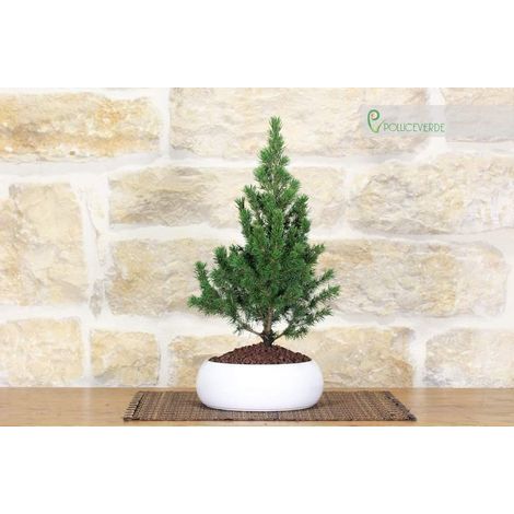 Bonsai di Abete in ciotola bassa