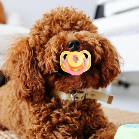 Sucette jaune pour chiot, jouet de dentition durable et apaisant, accessoire interactif pour réduire l'inconfort et divertir les jeunes chiens (1/5)