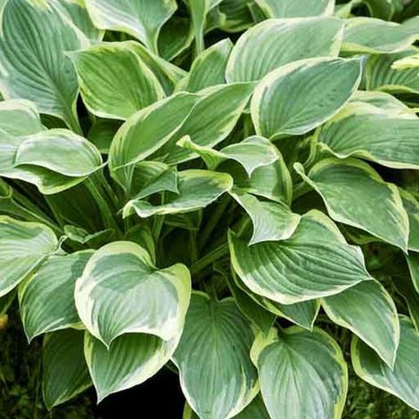 4 x Hosta fortunei 'Aureomarginata' - godet 9x9 cm