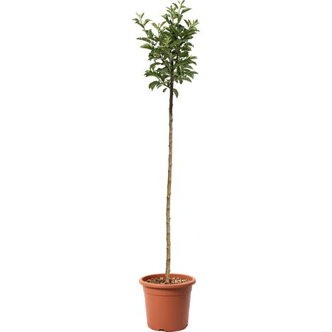 Malus Domestica - Melo Golden Delicious - Piante da Frutto - Vaso Ø 24 cm