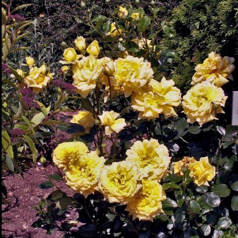 Rosier 'Golden Celebration' ® (Rosa 'Golden Celebration' ®)