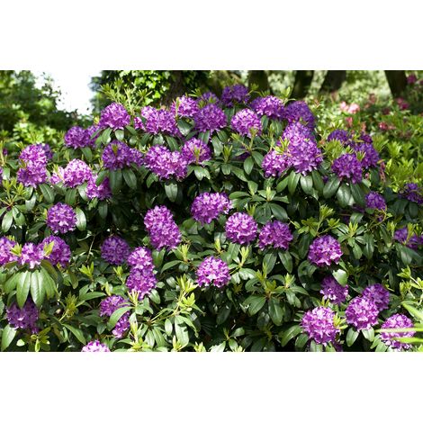 Catawba-Rhododendron 'Grandiflorum' Rhododendron PG 1 'Cataw. Grandiflorum' 5L 40- 50 (1/5)