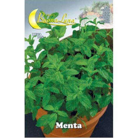 10 x SEMI ORTO MENTA
