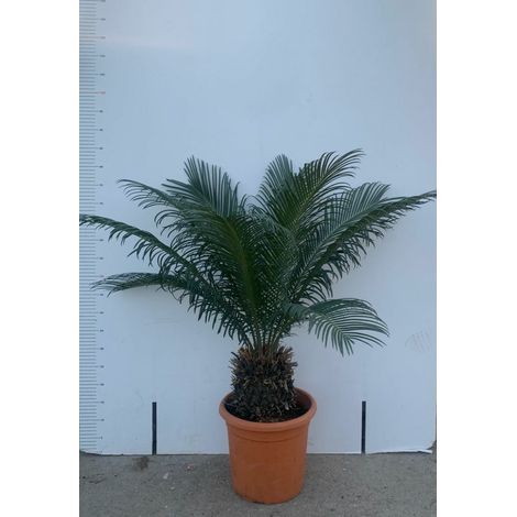 PIANTA DI CYCAS CICAS  PALMA NANA VASO 22/24 CM  ALTEZZA 40/60 CM (foto reali)