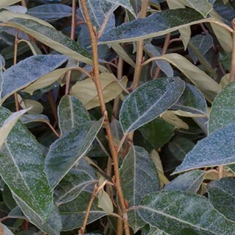 Chalef de Ebbing - Elaeagnus ebbingei  - 60-80 cm pot