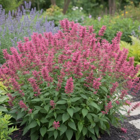 Agastache du Mexique Red Fortune®/Godet - 5/20 cm