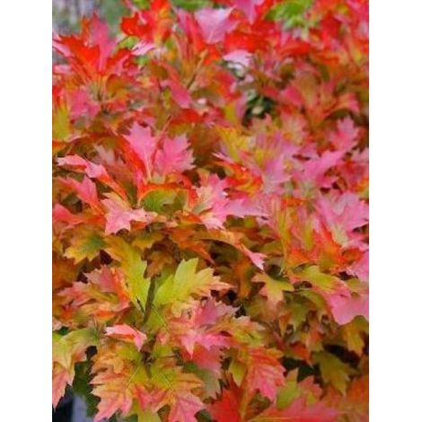 Chêne des marais, Chêne épingle 'Isabel' Pot de 4L/5L