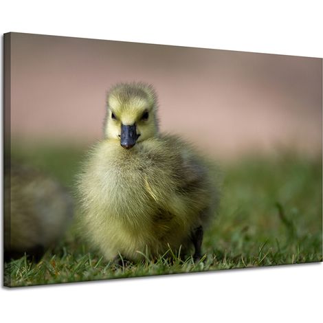 Lienzo impreso con diseño de pato amarillo (120x80 pulgadas)