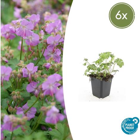 Lot de 6 Géraniums Vivaces Cambridge Couvre-sol Fleurs Roses Pot Ø 9 cm Hauteur 10-25 cm - PANGIVO (1/5)