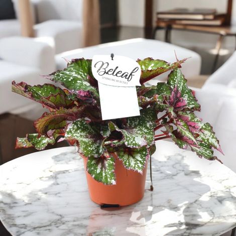 Gardenaria Begonia rex 'Alaska Creek' - Pianta da interno ornamentale - Altezza: 32 cm (vaso 17) (1/4)