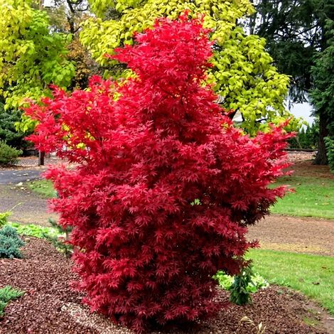 Acero rosso giapponese palmatum "Skeeter's Broom" mastello ø40 h 180/200cm (1/5)