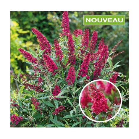 BUDDLEIA BUTTERFLY CANDY® LITTLE RUBY - LE GODET