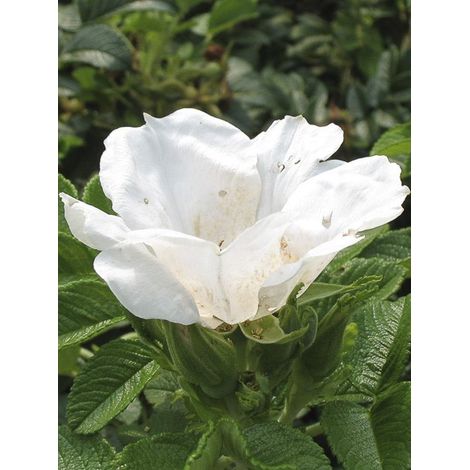Rosier rugueux 'Blanc Double de Coubert' Pot de 4L/5L, Qualité 2 branches (1/4)