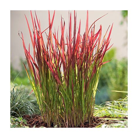 Plante vivace fleurie Imperata Red Baron – Lot de 3 godets – Feuillage en ruban rouge et vert tendre – Très rustique et non envahissante – Fabre Graines