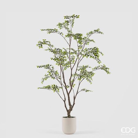 EDG Enzo De Gasperi Pianta Artificiale Bucida Buceras Vogue con Vaso H 210 Cm – Pianta Decorativa Realistica Design Moderno