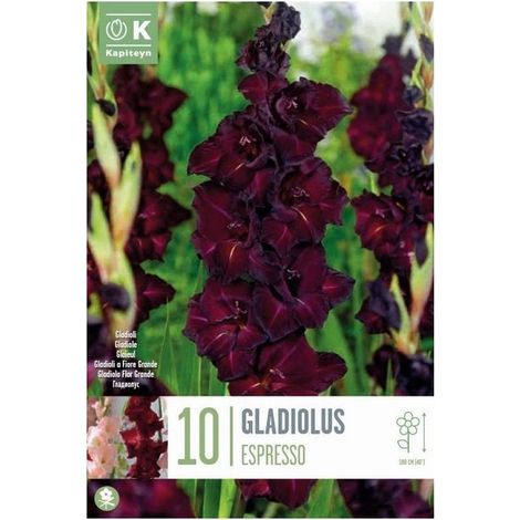 Bulbi di Gladiolo Espresso 10 pz KAPITEYN