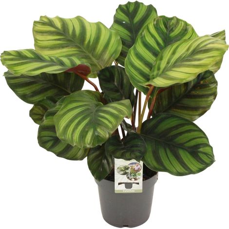 Calathea Fasciata plante d’intérieur feuillage décoratif pot 14 cm hauteur 50 cm - PANGIVO