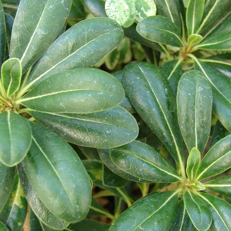 Pittosporum de Chine nain, Pittospore/Pot de 7,5L - 40/60 cm (1/5)