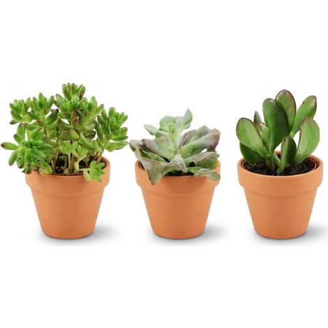 Lot de 3 Mini Succulentes et Plantes Grasses en Pots de Terre Cuite Ø 8,1 cm, Hauteur 5-10 cm - PANGIVO (1/4)