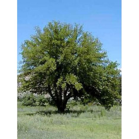 Mûrier blanc 'Fruitless' – Arbre fruitier 1000cm – Pot de 18L/20L – Feuillage caduc, exposition soleil/mi-ombre (1/2)