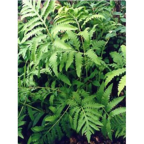 Onoclea sensibilis Godet de 8/9 cm (1/4)
