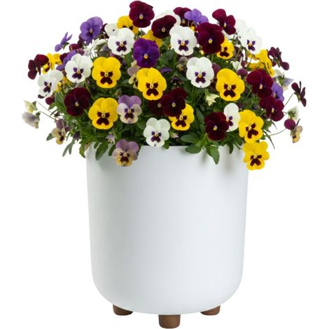 TERRA Blumentopf auf Füßen, recycelt, weiß, H 27,4 x 24,2 cm