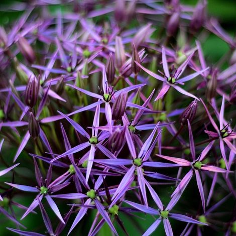 4 x Ail d'ornement christophii - Allium christophii  - godet 9x9