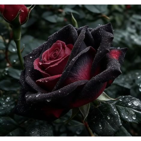 200 graines de roses noires – idéale pour jardin, pots ou décoration florale, facile à cultiver (1/4)