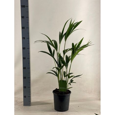 Howea Forsteriana Palmier d’Intérieur Feuillage Vert Pot 19 cm H 90 cm - PANGIVO
