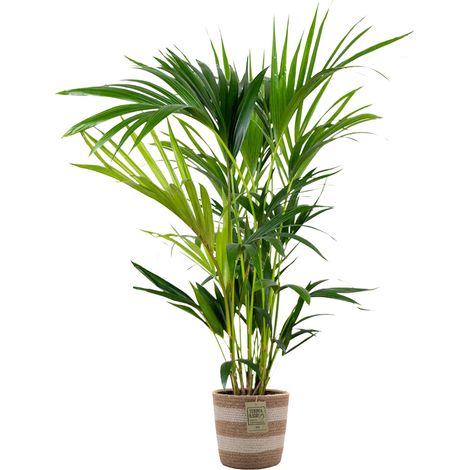 Bloomique - Howea Forsteriana - Palmier Kentia - Plante d’intérieur - Dépolluante - Sans danger pour les animaux - 80-100 cm de haut - Panier en jute 19 cm (1/5)