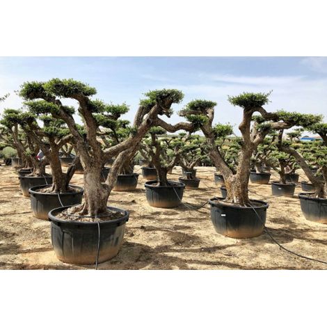 Ulivo olivo "Olea europea" pon pon in mastello da coltivazione da 500 lt FOTO REALI
