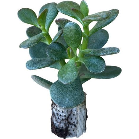 10 pezzi di piante grasse Minor - Crassula Hybrida IN VASO 10