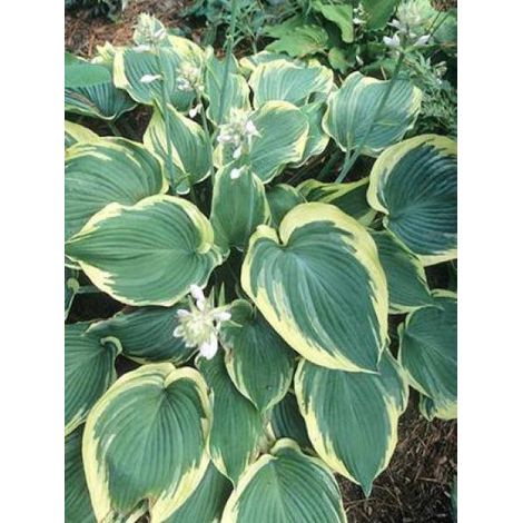 Hosta  'Earth Angel' Pot de 1,5L/2L