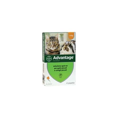 Pesticide "Avantage" pour chats et lapins jusqu'à 4 kg - en pack. de 4 pipettes SPOT-ON