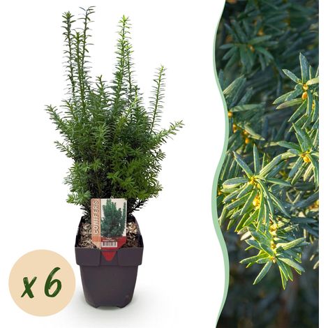 If Taxus media Hillii pour Haie de Jardin Persistant Vert Lot de 6 Plantes H60 cm Pot 17 cm - PANGIVO (1/4)