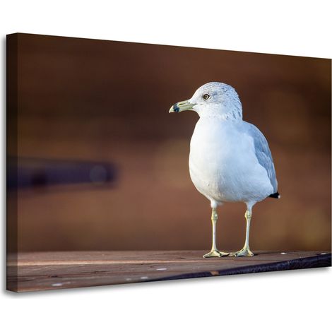 Leinwanddruck Tiere Weiße Möwe 90x60 cm