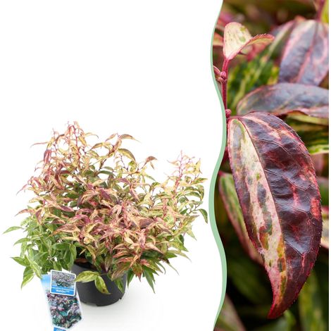 Leucothoe Makijaz Arbuste Persistant Décoratif pour Jardin et Balcon Pot 17cm Hauteur 45cm - PANGIVO (1/5)