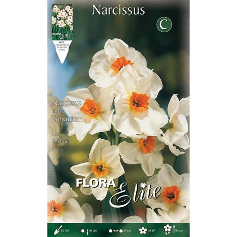 NARCISO MULTIFIORI GERANIUM (CONFEZIONE DA 5 BULBI)