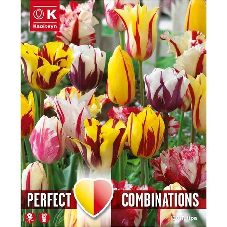 Bulbi Combi Tulipano Fireworks 15pz  12+ KAPITEYN