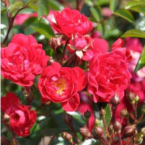 2 x Rosa  - Rosier couvre-sol - Rosa 'Rote The Fairy'