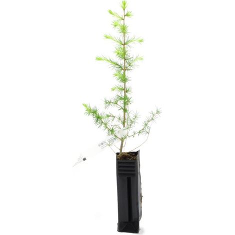 Mélèze hybride (Larix eurolepis) (1/2)