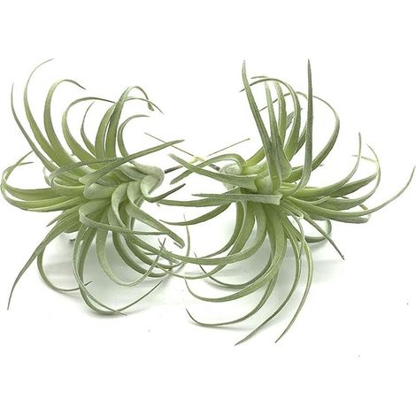 Plantes artificielles pour décorer les jardins des maisons communautaires (1/5)
