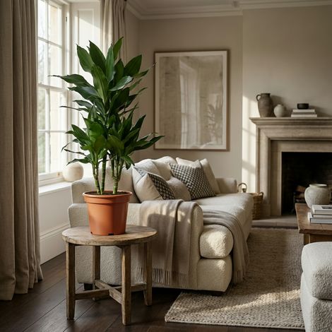Plante d'intérieur Dracaena Janet Craig - Vert - Facile d'entretien - Hauteur 90-100 cm - Pot Ø 21 cm - PANGIVO