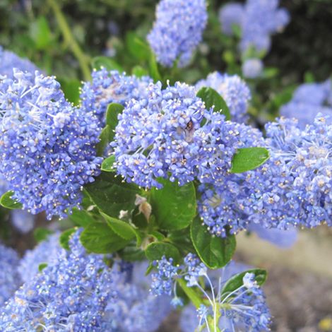 Lilas de Californie 'Victoria' - 30-40 cm pot (1/4)