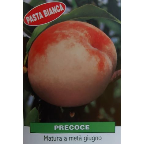 Pesca Precoce Pasta Bianca - pianta di 3 anni