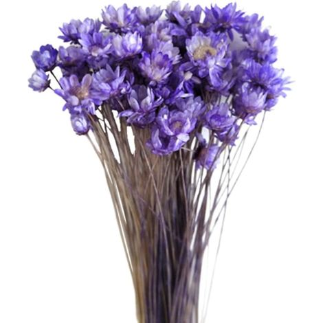Fleurs Préservées 30 Pièces de Marguerites Séchées Naturelles pour Décoration Solide pour Bouquet , Accessoires pour de Fenêtre ou Resorts (1/5)