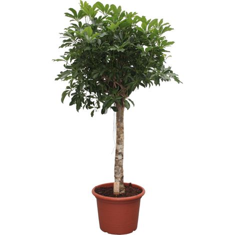 Schefflera Arboricola Compacta - Plante d'Intérieur Tropicale - Vert Foncé - 180 cm ø35 cm - PANGIVO